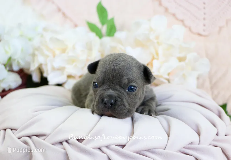 Laken – French Bulldog puppy for sale in Rock Valley, IA