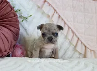 Mallory, a female French Bulldog for sale in Rock Valley, IA – Photo 2 of 4