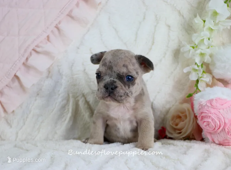 Mallory – French Bulldog puppy for sale in Rock Valley, IA