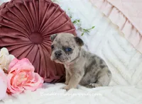 Mallory, a female French Bulldog for sale in Rock Valley, IA – Photo 3 of 4