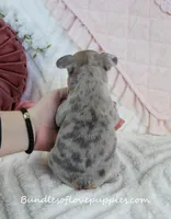 Mallory, a female French Bulldog for sale in Rock Valley, IA – Photo 4 of 4