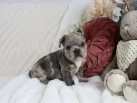Shai, a male French Bulldog for sale in Rock Valley, IA – 3 of 7