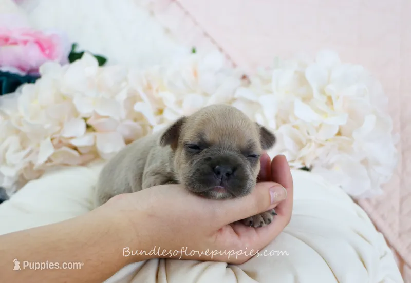 Beau – French Bulldog puppy for sale in Rock Valley, IA