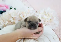 Beau, a male French Bulldog for sale in Rock Valley, IA – 1 of 5