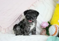 Ebony, a female Pug for sale in Rock Valley, IA – 3 of 7