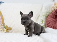 Princeton, a male French Bulldog for sale in Rock Valley, IA – 2 of 7