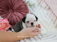 Niko, a male Pug for sale in Rock Valley, IA – Photo 2 of 3