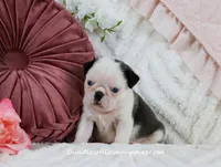 Niko, a male Pug for sale in Rock Valley, IA – Photo 3 of 3