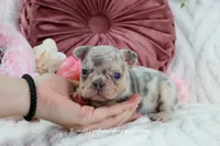 Qila, a female French Bulldog for sale in Rock Valley, IA – Photo 5 of 7