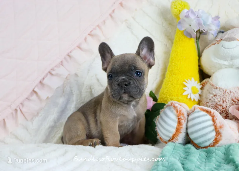 Zayne – French Bulldog puppy for sale in Rock Valley, IA