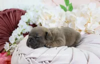 Zayne, a male French Bulldog for sale in Rock Valley, IA – Photo 3 of 4