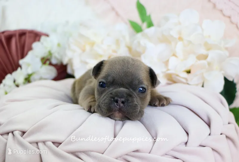 Zayne – French Bulldog puppy for sale in Rock Valley, IA