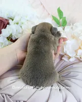 Zayne, a male French Bulldog for sale in Rock Valley, IA – Photo 4 of 4