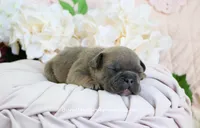 Zayne, a male French Bulldog for sale in Rock Valley, IA – Photo 2 of 4