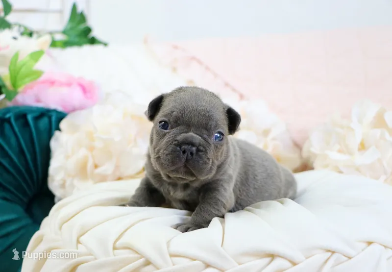 Princeton – French Bulldog puppy for sale in Rock Valley, IA