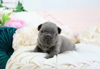 Princeton, a male French Bulldog for sale in Rock Valley, IA – 1 of 4
