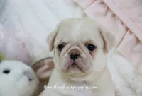 Pearl, a female Pug for sale in Rock Valley, IA – 2 of 6