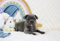 Roe, a female French Bulldog for sale in Rock Valley, IA – 3 of 6