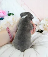 Chloe, a female French Bulldog for sale in Rock Valley, IA – 4 of 4