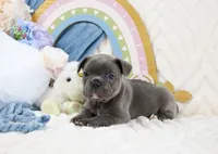 Roe, a female French Bulldog for sale in Rock Valley, IA – 4 of 6