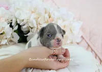 Leo, a male French Bulldog for sale in Rock Valley, IA – 4 of 5