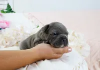 Roe, a female French Bulldog for sale in Rock Valley, IA – 4 of 6