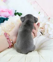 Elle, a male French Bulldog for sale in Rock Valley, IA – 4 of 4