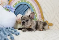 Shai, a male French Bulldog for sale in Rock Valley, IA – 6 of 7