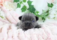 Fitz, a male French Bulldog for sale in Rock Valley, IA – Photo 1 of 4