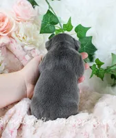 Fitz, a male French Bulldog for sale in Rock Valley, IA – Photo 4 of 4