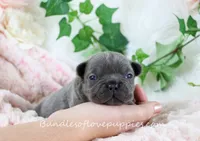 Fitz, a male French Bulldog for sale in Rock Valley, IA – Photo 2 of 4