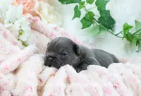 Fitz, a male French Bulldog for sale in Rock Valley, IA – Photo 3 of 4