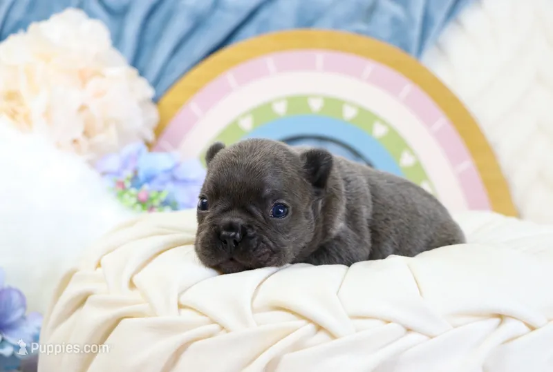 Sailor – French Bulldog puppy for sale in Rock Valley, IA