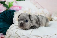 Shai, a male French Bulldog for sale in Rock Valley, IA – 4 of 6