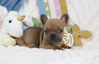 Minnie, a female French Bulldog for sale in Rock Valley, IA – 3 of 6
