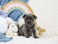 Roe, a female French Bulldog for sale in Rock Valley, IA – 2 of 6