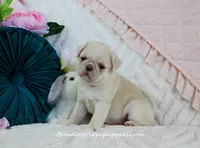Pearl, a female Pug for sale in Rock Valley, IA – 4 of 6