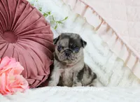 Bellamy, a male Pug for sale in Rock Valley, IA – Photo 2 of 4