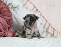 Bellamy, a male Pug for sale in Rock Valley, IA – Photo 1 of 4