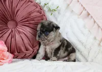 Bellamy, a male Pug for sale in Rock Valley, IA – Photo 4 of 4