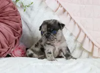 Bellamy, a male Pug for sale in Rock Valley, IA – Photo 3 of 4