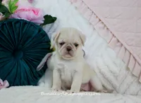 Pearl, a female Pug for sale in Rock Valley, IA – 5 of 6