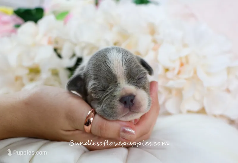 Ivy – French Bulldog puppy for sale in Rock Valley, IA