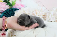 Noel, a male French Bulldog for sale in Rock Valley, IA – 2 of 3