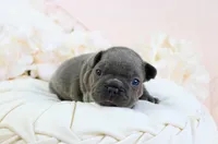 Princeton, a male French Bulldog for sale in Rock Valley, IA – 3 of 4
