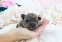 Shay, a male French Bulldog for sale in Rock Valley, IA – 2 of 5
