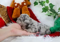 Violet, a female French Bulldog for sale in Rock Valley, IA – Photo 3 of 4