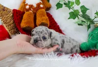 Violet, a female French Bulldog for sale in Rock Valley, IA – Photo 2 of 4
