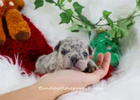 Violet, a female French Bulldog for sale in Rock Valley, IA – Photo 1 of 4