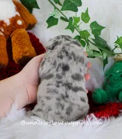 Violet, a female French Bulldog for sale in Rock Valley, IA – Photo 4 of 4